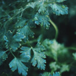A Vision in Green